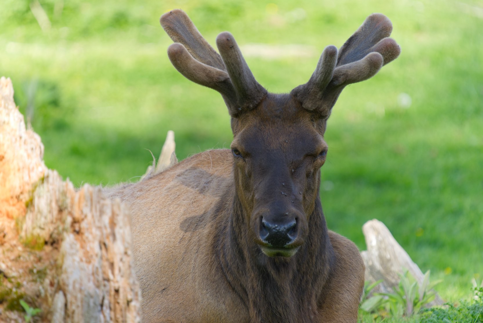 elk 3 0503